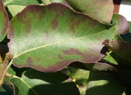 De ce sunt frunzele negre pe pere trei cauze principale ale bolii