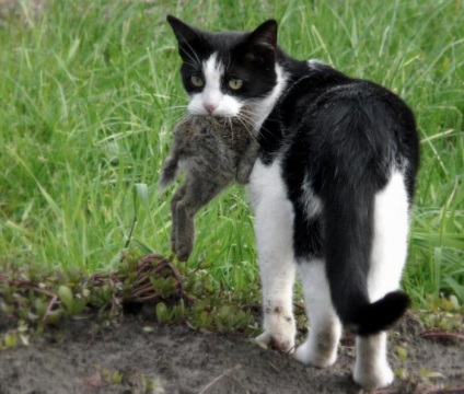 De ce pisicile aduc acasă animalele uciși