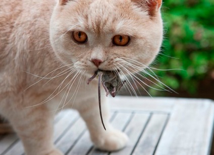 De ce pisicile aduc proprietarul animalelor pe care le-au ucis?