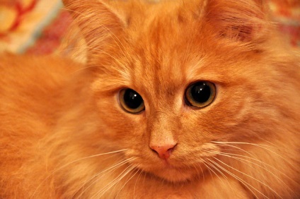 De ce pisicile rosii sunt atat de populare