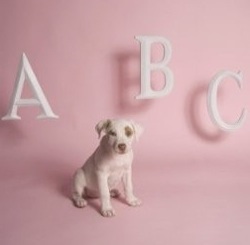 Miért kutyák kennel összetett nevek portál