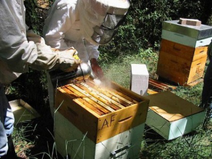 Pregătirea albinelor pentru iarnă într-un stup cu mai multe cruste