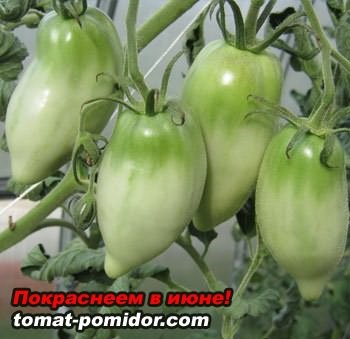 Ia semințele de tomate, cresc o grădină!