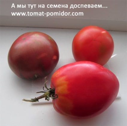Ia semințele de tomate, cresc o grădină!