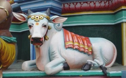 Beneficiile laptelui de vacă din punct de vedere al Ayurvedei, Ayurveda