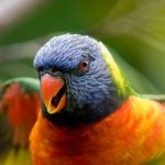 Papagali-îngrijitori și întreținere, papagali