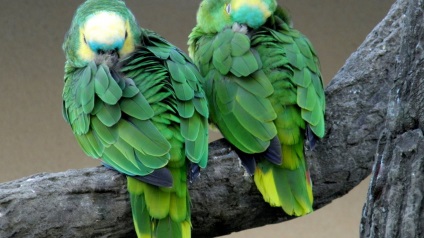 Papagali-îngrijitori și întreținere, papagali