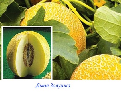 Populare printre locuitorii casei de calități de pepene galben