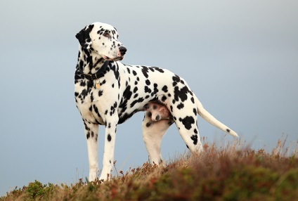 Dog Dalmatian (Dalmatian) descriere, îngrijire, educație, fotografie
