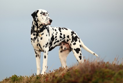 Dog Breed dalmát (dalmaták) leírását, ellátást, oktatást, fotó