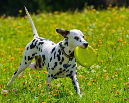 Dog Dalmatian (Dalmatian) descriere, îngrijire, educație, fotografie