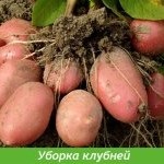 Plantarea cartofilor prin metoda Ushakov - culturi legumicole