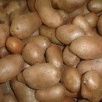 Plantarea cartofilor prin metoda Ushakov - culturi legumicole