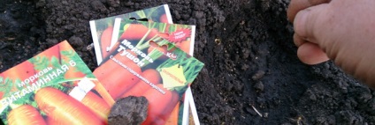 Plantarea morcovilor în toamnă - când și cum să puneți video