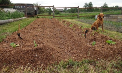 Plantarea morcovilor în toamnă - când și cum să puneți video