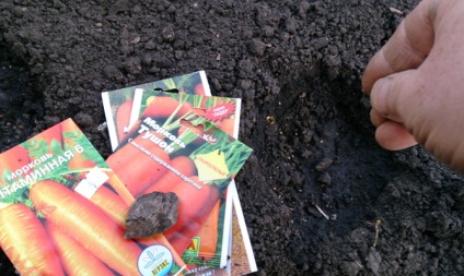 Ültetés sárgarépát az őszi - mikor és hogyan tesz video