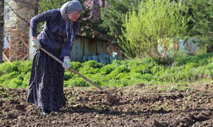 Plantarea morcovilor în toamnă - când și cum să puneți video