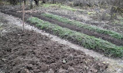 Plantarea morcovilor în toamnă - când și cum să puneți video