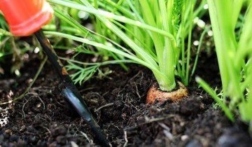 Plantarea morcovilor în toamnă - nuanțe pentru obținerea unui randament ridicat