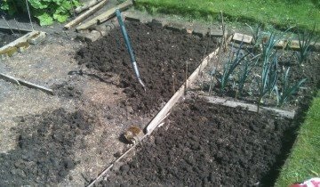 Plantarea morcovilor în toamnă - nuanțe pentru obținerea unui randament ridicat