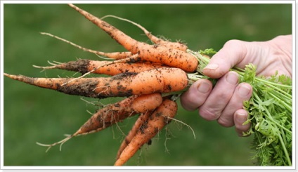 Plantarea morcovilor în toamnă pentru sfaturi de iarnă, argumente pro și contra