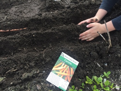 Plantarea morcovilor în toamnă pentru iarnă pe teren deschis