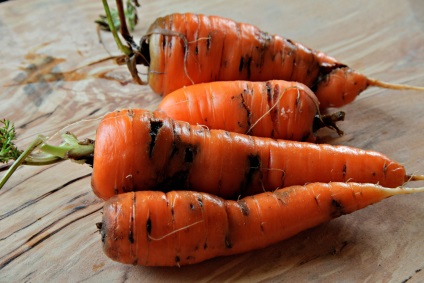 Plantarea morcovilor în toamnă pentru iarnă pe teren deschis
