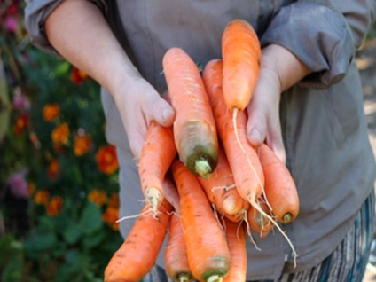 Plantarea morcovilor pentru iarnă și primăvară, îngrijire și creștere