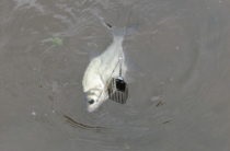 Momeală pentru bream pe cont propriu, momeală pentru bream în primăvară