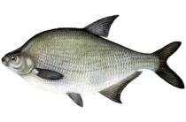 Momeală pentru bream pe cont propriu, momeală pentru bream în primăvară