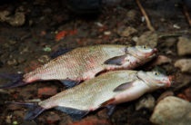 Momeală pentru bream pe cont propriu, momeală pentru bream în primăvară