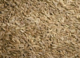 Aplicarea semințelor de mărar în medicina populară