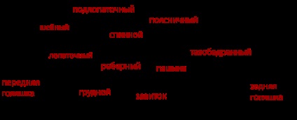 Nagyjából hús (marha vágás) Csak a húsról