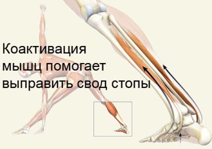 Робота ступень в практиці йогаасан, профілактика плоскостопості