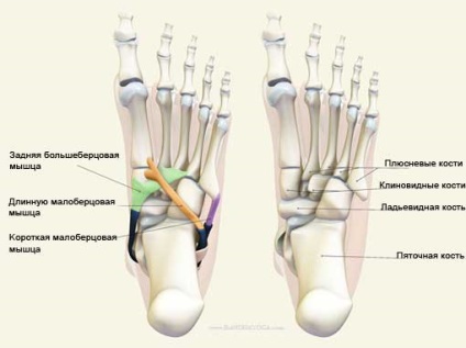 Picior de lucru în practica yogaasan, de prevenire flatfoot