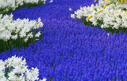 Tenyésztési és gondozása muscari, Muscari leszállás