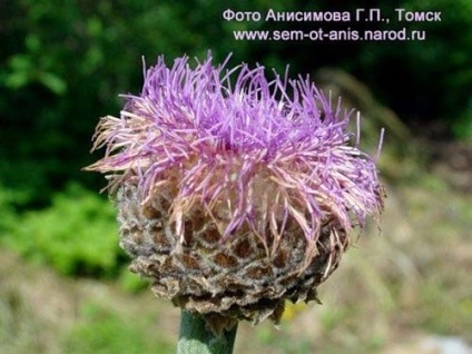 Plante medicinale rare în grădină