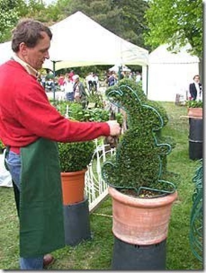 Препоръки за Topiary - растения