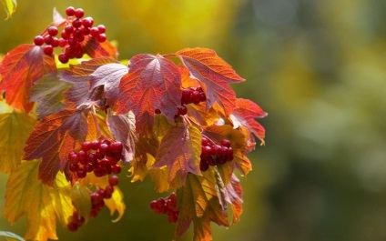 Rețete din viburnum, pur și simplu delicioase!