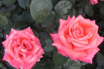 Prescripția petalelor de trandafir - rețete de alcool la domiciliu