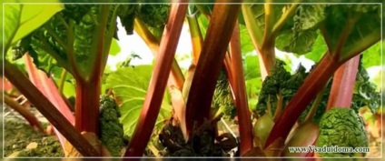 Rhubarb (fotografie) - cultivare, un site despre o grădină, o reședință de vară și plante de apartament