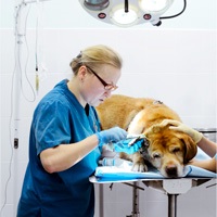 Leziunile resorptive la pisici - Clinica veterinară Vesta