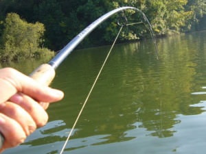 Pescuitul pe linie cu o tijă de pescuit plutitoare, atașare și manipulare, momeală și momeală