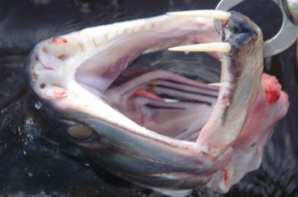 Vampirul de pește este izvorul bunei dispoziții