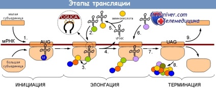 ARN ribozomal