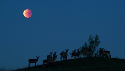 Rusii seara vor vedea pe cer - o luna sangeroasa, comandantul portalului de informatii