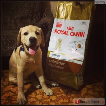 Royal canin labrador retriver junior - 