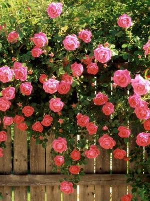 Trandafiri sunt plantare și îngrijire rigidă și de ștampilă în primăvara și toamna, un agent de origine