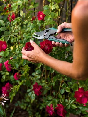 Trandafiri sunt plantare și îngrijire rigidă și de ștampilă în primăvara și toamna, un agent de origine