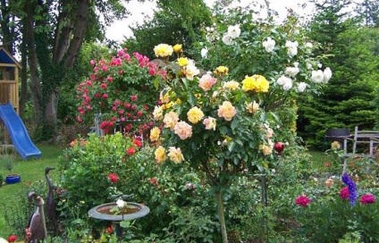 Trandafiri în grădină